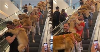 Dozens Of People Descend Escalator Holding Golden Retrievers 
