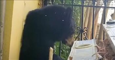 Massive Black Bear Found Exiting Vent In North Carolina Residence 