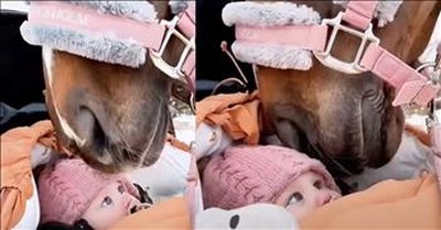 Witness The Sweet Relationship Between A Baby And A Gentle Horse 