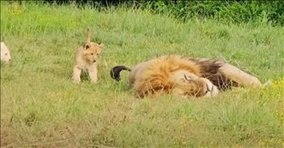 Lion Cubs' Playful Antics Disturb Dad's Nap In The Sweetest Way Possible 