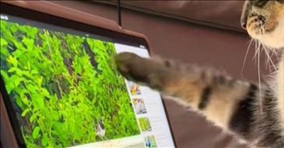 Clever Cat Masters iPad Scrolling To Enjoy Bird Videos 