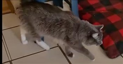 Cat Adorably Imitates Owner's Use Of Crutches In Heartwarming Clip 