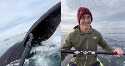 Paddleboarder's Hilariously Relaxed Reaction To Whale Sighting Goes Viral