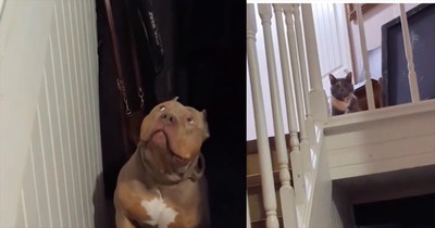 Large Dog Terrified Of Cat Watching From Above Slowly Makes It Way Upstairs