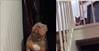 Large Dog Terrified Of Cat Watching From Above Slowly Makes It Way Upstairs 