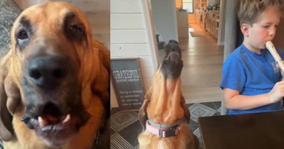 Dog Hysterically Howls Whenever Young Man Plays Instrument