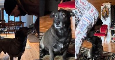 Dog's Adorable Demand For Forehead Kiss Before Eating Melts Hearts 