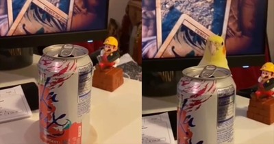 Clever Bird Ducks Behind Aluminum Can For Hilarious Game of Peek-A-Boo