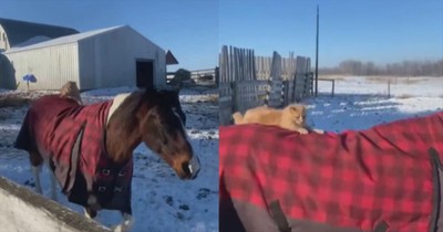Cute Cat Hops On Back Of Horse For A Purr-Fect Ride