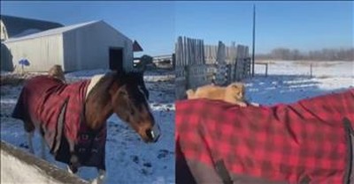 Cute Cat Hops On Back Of Horse For A Purr-Fect Ride 