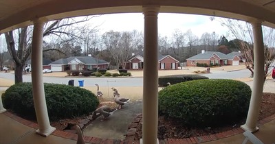 Doorbell Camera Captures Woman's Hilarious Encounter With Upset Geese