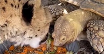 Tortoise and Cheetah Share Heartwarming Bond 