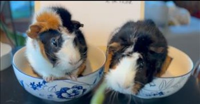 Guinea Pigs Battle For The Crown In The Cutest Contest Ever 