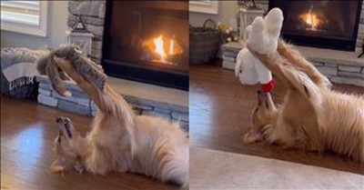 Golden Retriever's Adorable Moments With Toys Will Melt Your Heart 