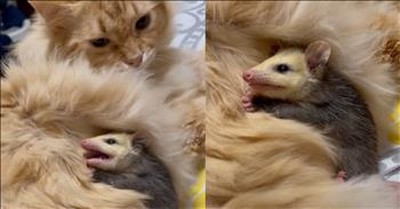 Baby Possum Finds Warmth And Comfort Next To Cat 