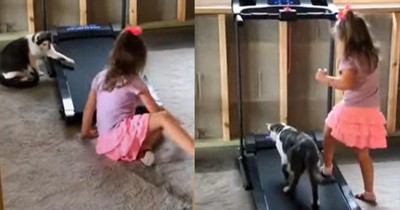 Curious Cat Gives Treadmill A Try After Watching Little Girl