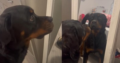 Dog's Comical Encounter With Its Own Reflection