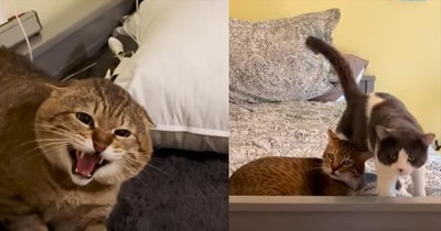 Scared And Angry Cat Finds A Pal And Undergoes Dramatic Transformation