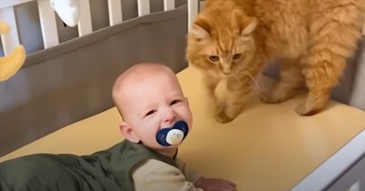 Cat's Tender Morning Routine With Baby Caught On Camera