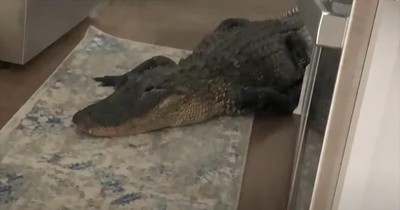 8-Foot Alligator Makes Unwelcome Visit to Florida Woman's Home