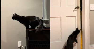 Cat's Comical and Ingenious Door-Opening Maneuver Captured on Video