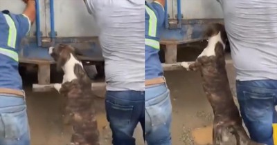 Dog's Hilarious Efforts to Assist Truck Driver Caught on Camera