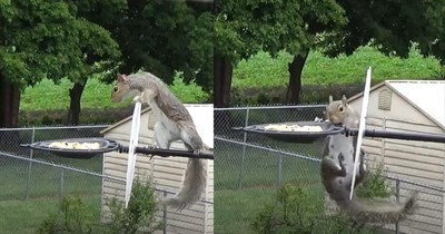 Barrier No Match for Determined Squirrel in Hilarious Clip