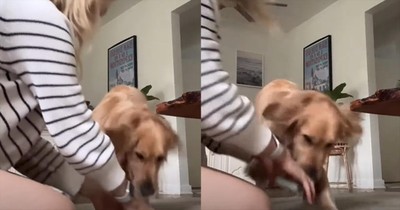 Dog's Hilarious Reaction to Shuffling a Deck of Cards