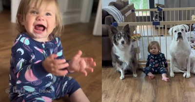 Dogs and Baby Assist with Housework in Hilarious Clip