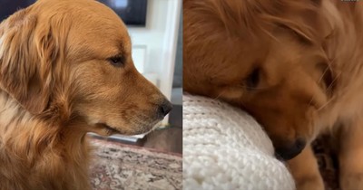 Loyal Dog Left Heartbroken by Owner's Upcoming Vacation