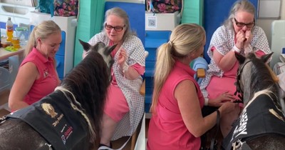 Therapy Pony Brings Comfort to Hospital Patient in Emotional Visit
