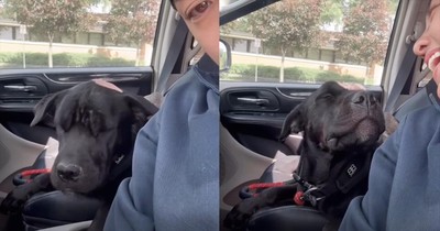 This Precious Pup is All Ears for a Musical Serenade