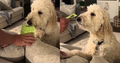 Dog’s Hilarious Response to Not-So-Great Report Card Goes Viral