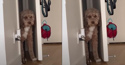 Dog’s Priceless Reaction To 'Being Stuck' in a Closet