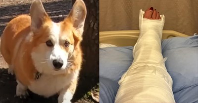 Quick-Thinking Corgi Saves the Day After Owner’s Fall