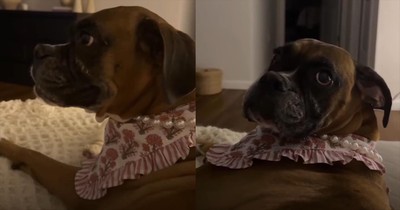 Hilarious Pup Just Wants Guest to Leave So She Can Sleep