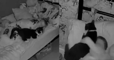 Cat Joins Youngster in Bed for a Precious Snuggle Session