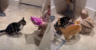 Child’s Sweet Effort to Feed the Cats Doesn’t Go as Planned