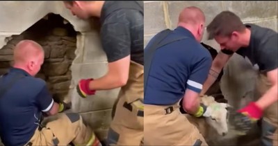 Firemen Work Frantically to Free Sheep Stuck Inside a Wall