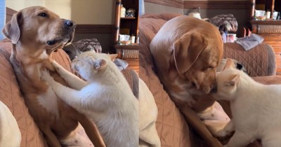 This Dog and Cat’s Precious Interaction Is the Cutest Thing You’ll See Today