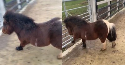 Mini Horse’s Unbelievable Stop Will Leave You Impressed and Laughing