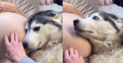 Precious, Heartwarming Video Shows the Relationship Between Husky and Child