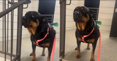 Stubborn Pup’s Hilarious Refusal to Use Stairs Will Have You in Stitches