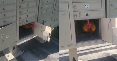 USPS Worker Captures the Strangest Workplace Problem