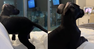 This Dog’s Love for ‘Bluey’ Is the Cutest Thing You’ll See Today