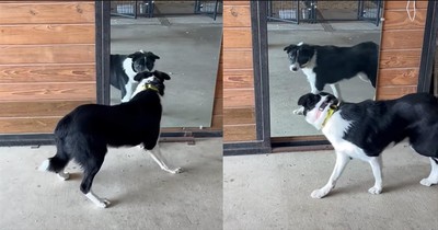 Dog has the Sweetest Response After Spotting Itself in the Mirror