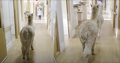 2 Alpacas Melt Hearts at a Nursing Home with Their Gentle Presence