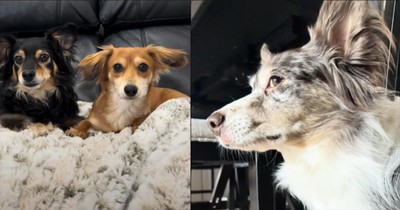 Canines Overcome Their Differences to Pull Off a Hysterical Team Effort