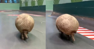Armadillo's Lightning-Fast Journey Will Leave You in Stitches