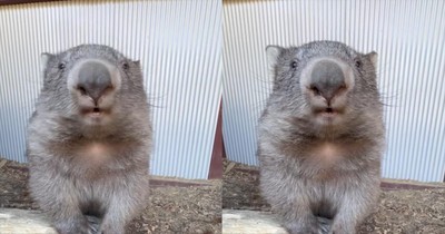 The Cutest, Most Precious Case of Hiccups You’ll Ever See